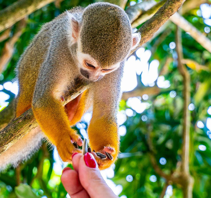 Monkeyland from Bavaro, Punta Cana, Uvero Alto, Macao, Bayahibe - Republica Dominicana