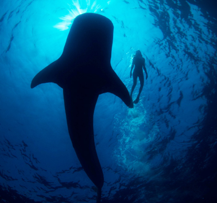 Whale-Shark Tour from Xpu Ha, Costa Mujeres, Playa Mujeres, Tulum, Akumal - Mexico